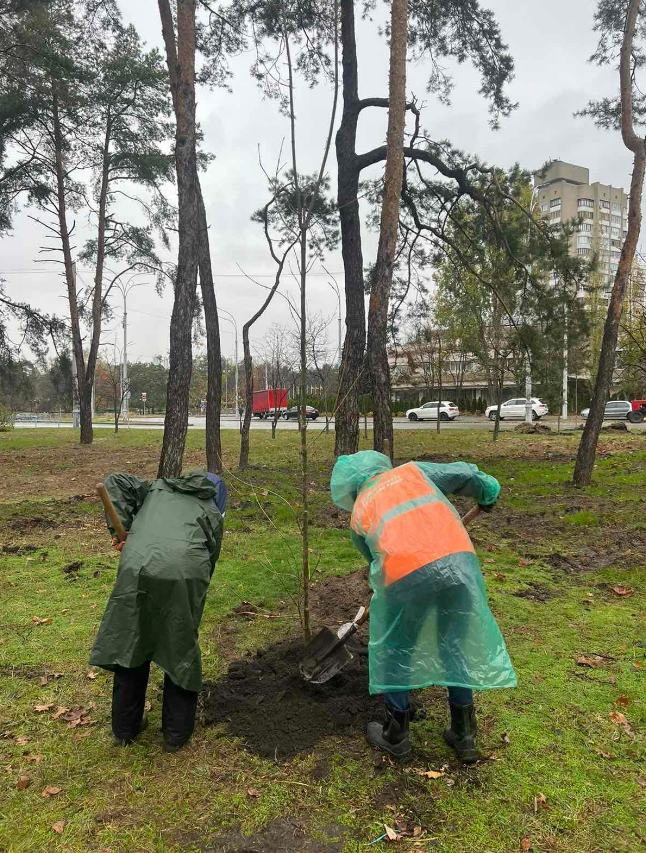 В парках Києва провели осіннє озеленення: висадили клени та лаванду