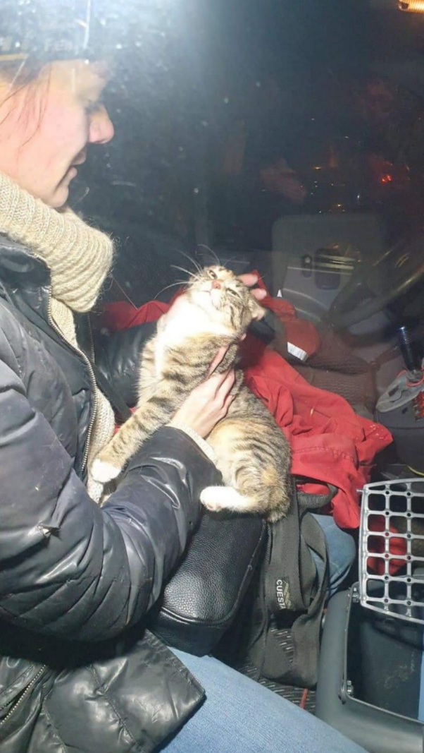 На Русанівці кошеня застрягло на дереві: тварину рятували два дні