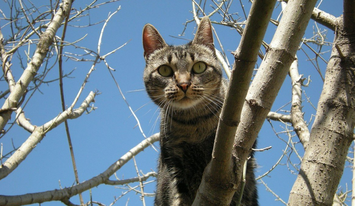 На Русанівській набережній кошеня застрягло на дереві: тварину рятували два дні