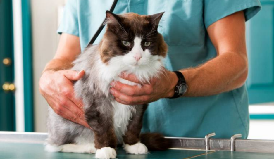 В Ірпені на Київщині проведуть безоплатну стерилізацію та вакцинацію котів та собак