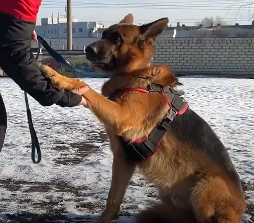 Пес Карбон став найтитулованішим собакою України: які нагороди отримав собака.