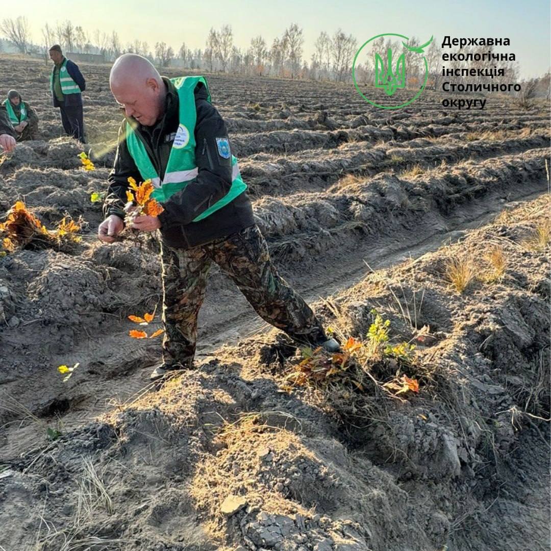 В Чорнобильській зоні відчуження на Київщині висаджують нові ліси: фото та подробиці