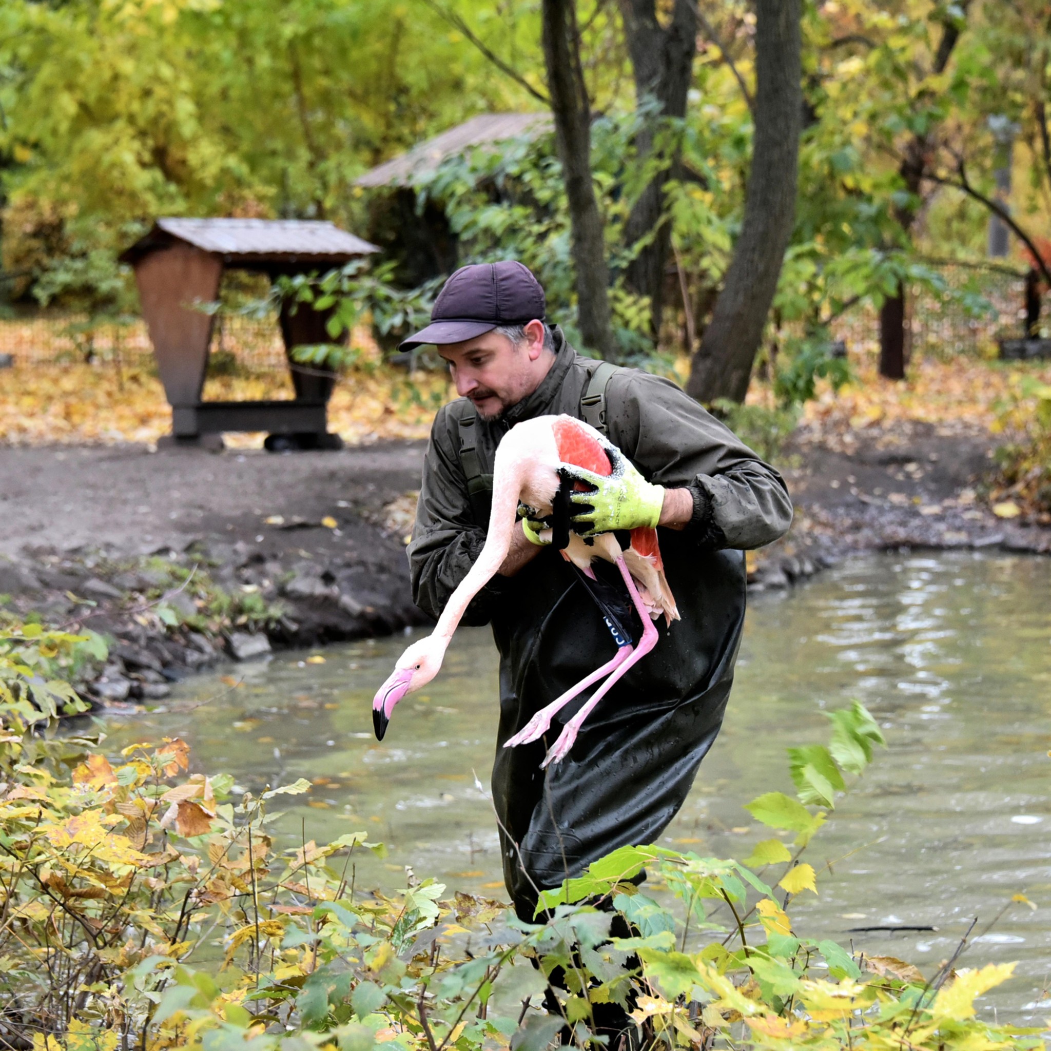 Рожеві фламінго Київського зоопарку переїхали до зимового пташника: фото