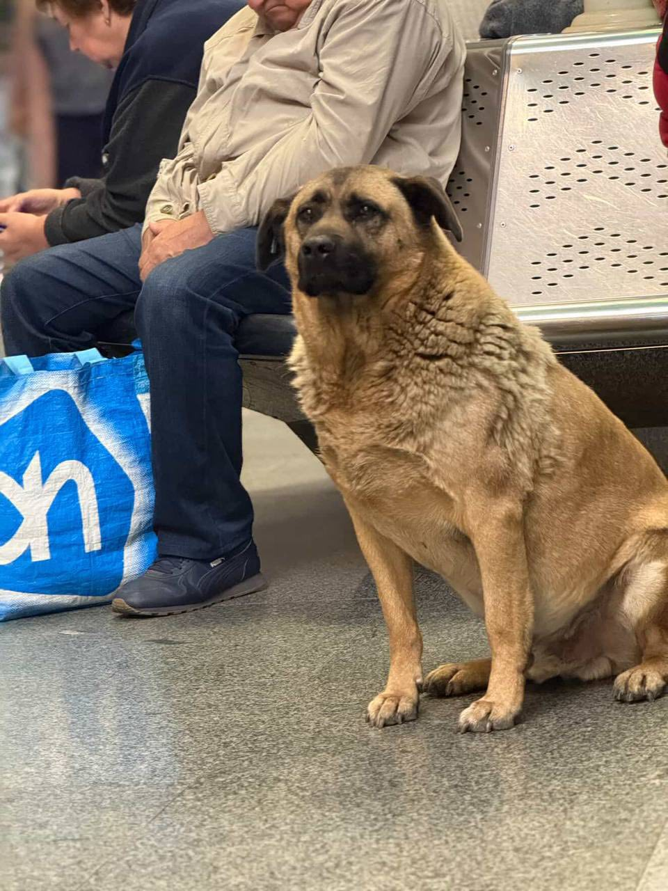 Собаку Мішу зі столичних Теремків забрали до нової родини: що відомо