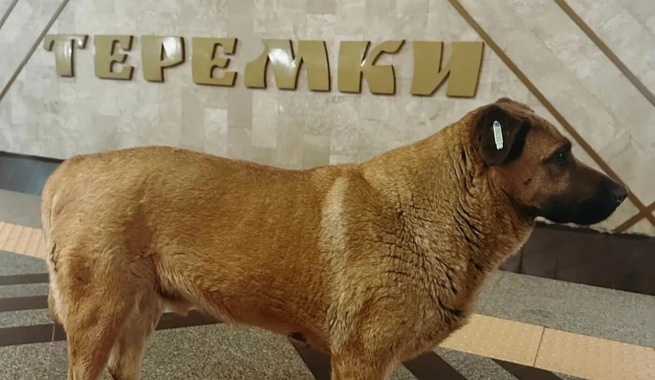 Собаку Мішу зі столичних Теремків забрали до нової родини: що відомо