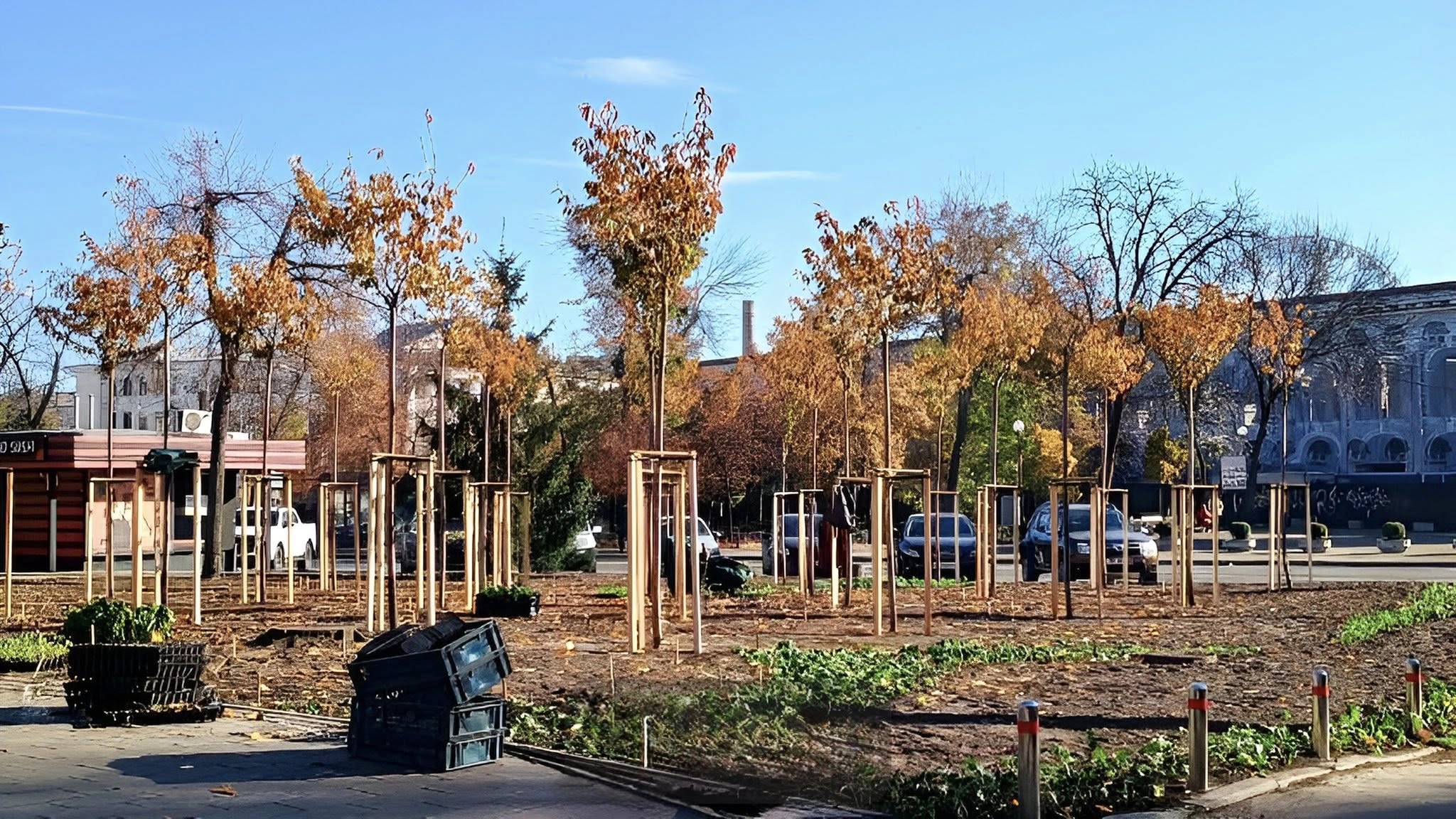 На Контрактовій площі з'явилися багаторічні та злакові трави На Контрактовій площі з'явилися багаторічні та злакові трави