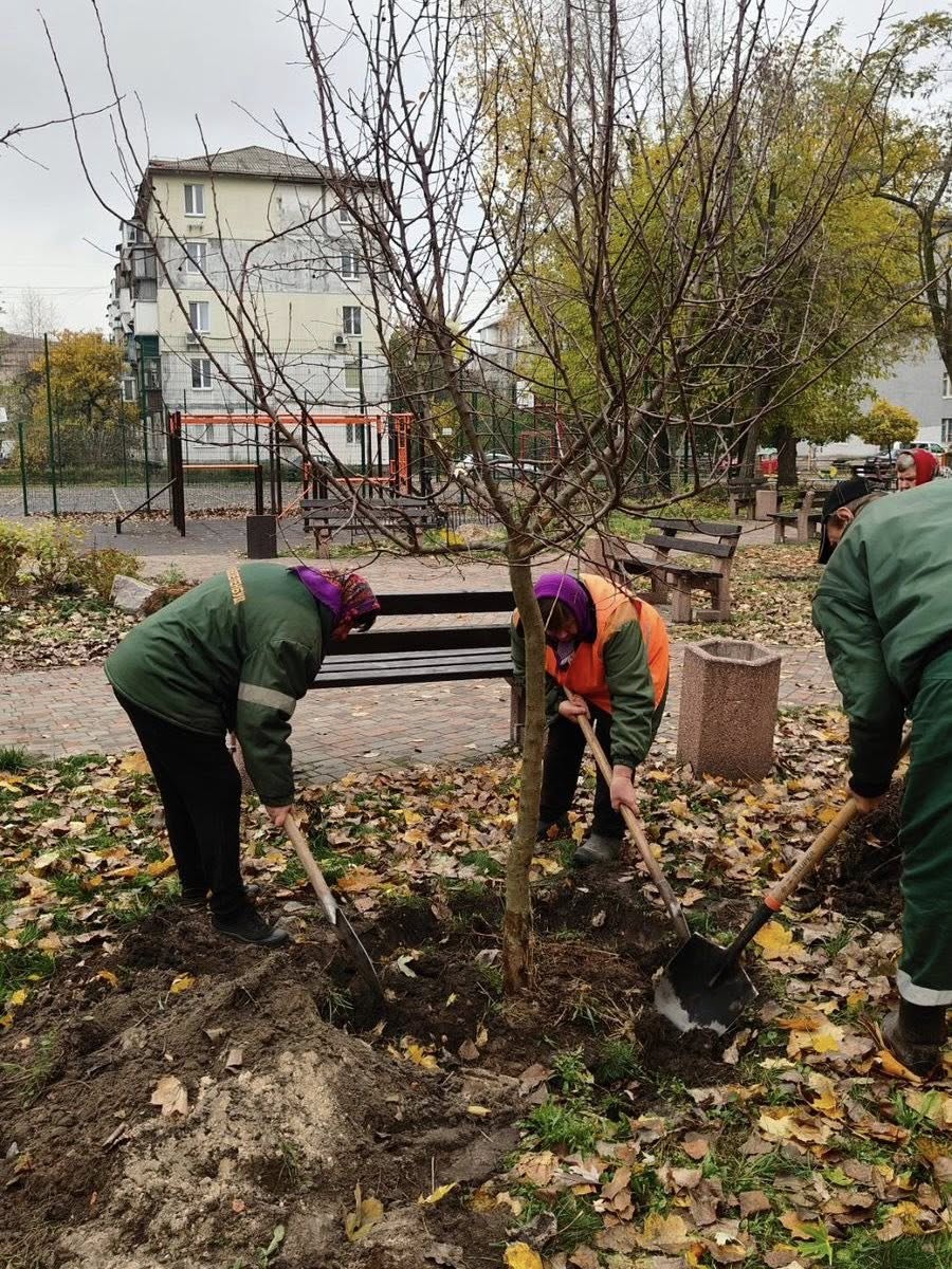 Київ продовжує осіннє озеленення