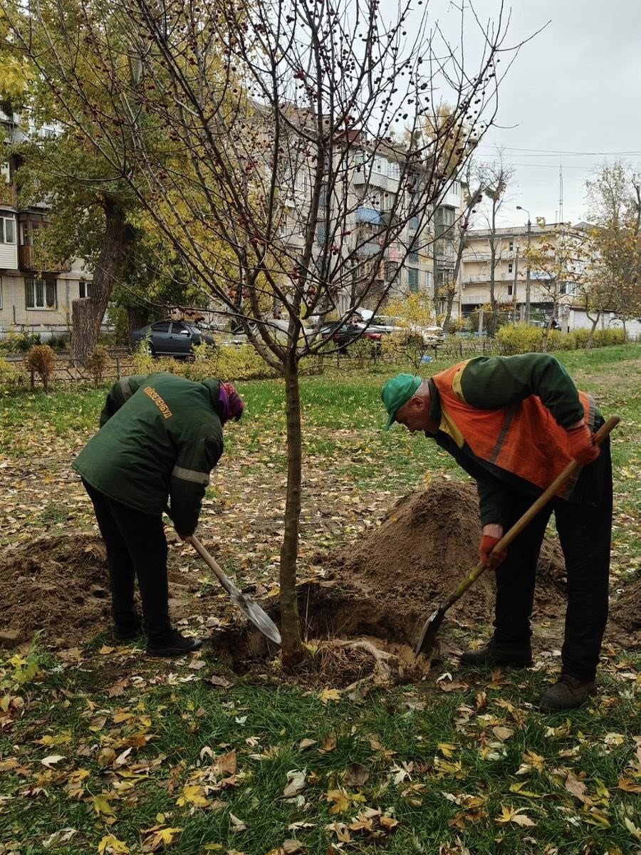 Київ продовжує осіннє озеленення