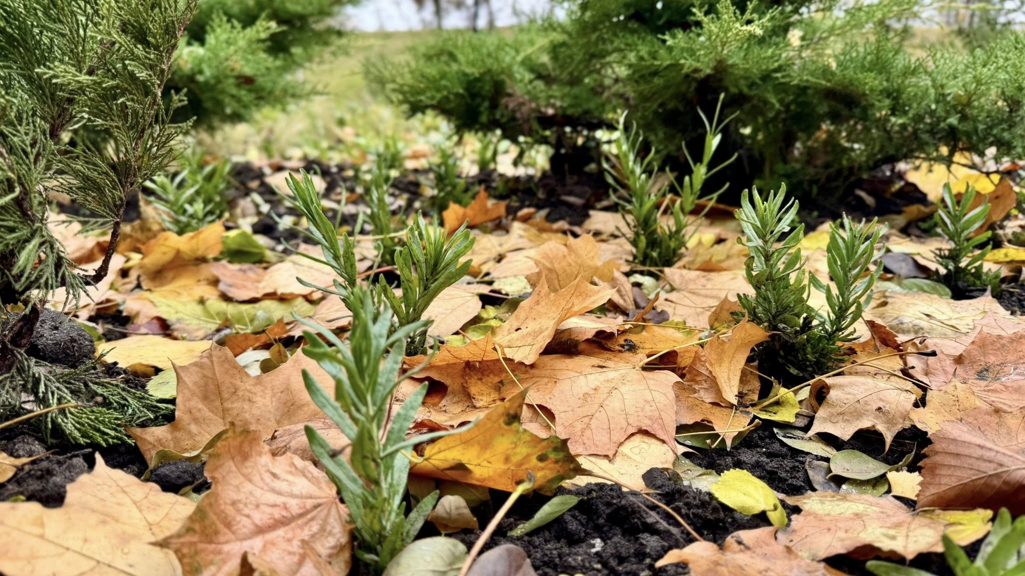 У Куренівському парку висаджують багаторічні квіти та злаки У Куренівському парку висаджують багаторічні квіти та злаки