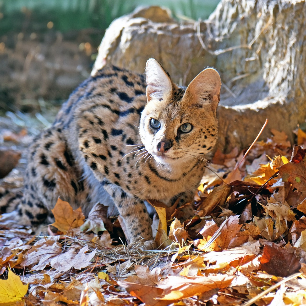 Показові розваги тварин у КиївЗоо: запрошують спостерігати за сервалами та котами