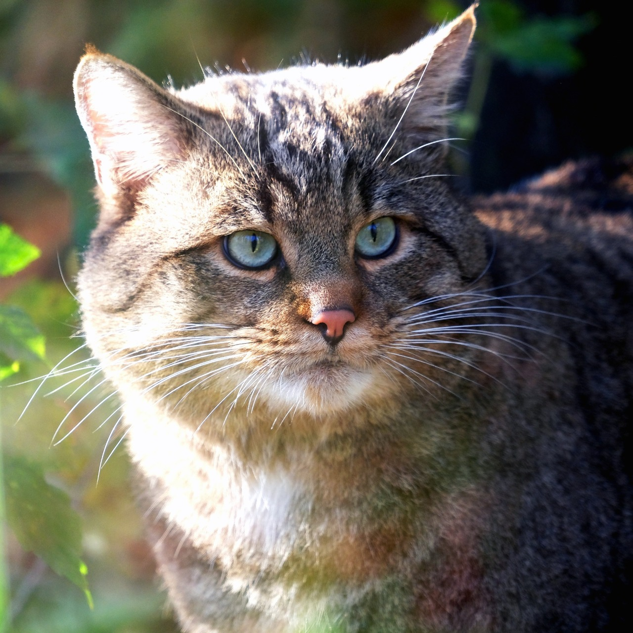 Показові розваги тварин у КиївЗоо: запрошують спостерігати за сервалами та котами