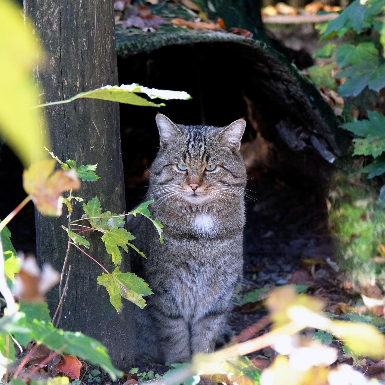 Показові розваги тварин у КиївЗоо: запрошують спостерігати за сервалами та котами