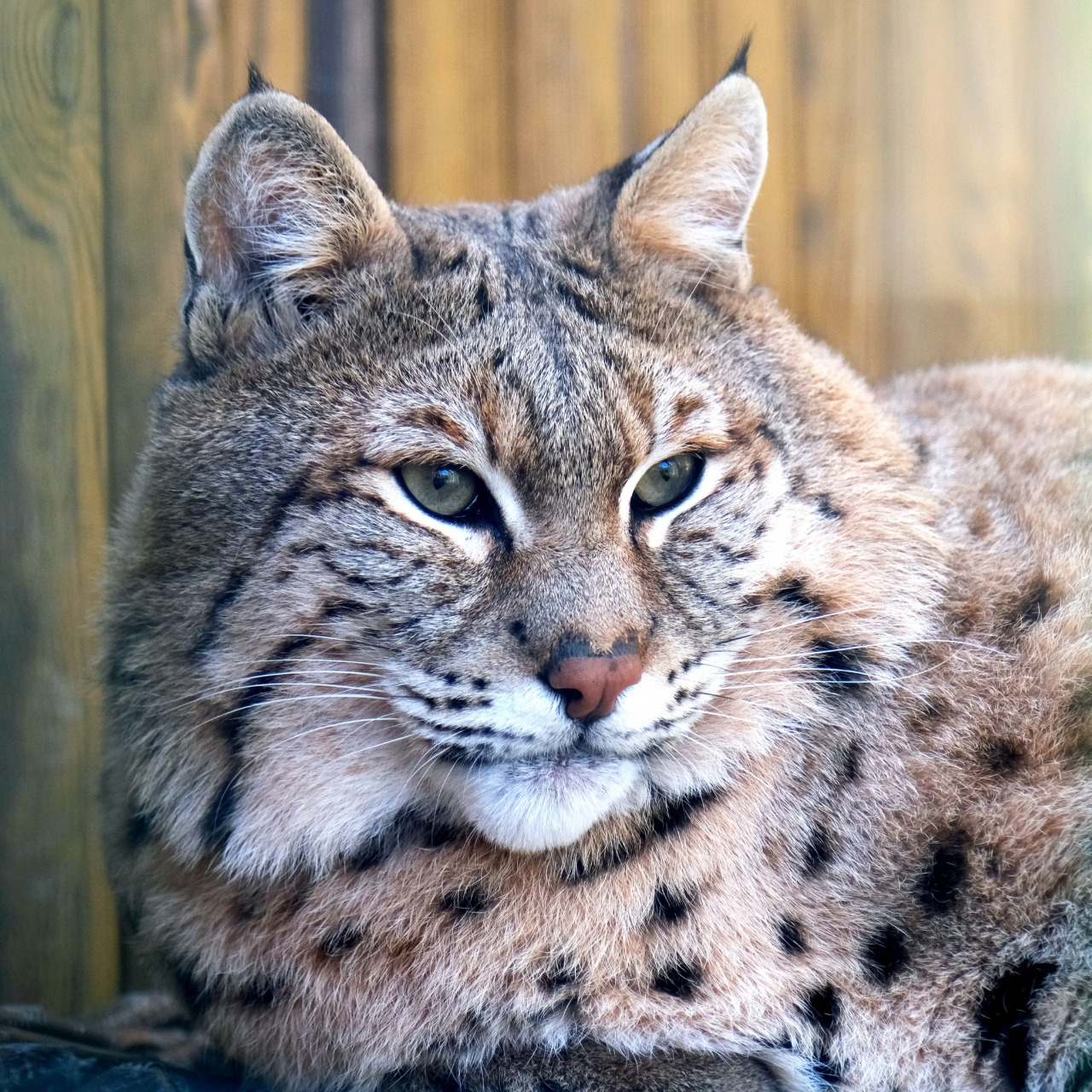 Показові розваги тварин у КиївЗоо: запрошують спостерігати за сервалами та котами