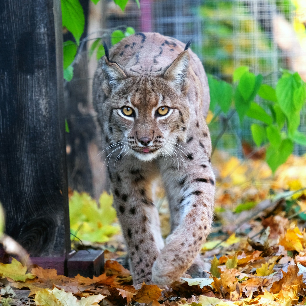 Показові розваги тварин у КиївЗоо: запрошують спостерігати за сервалами та котами