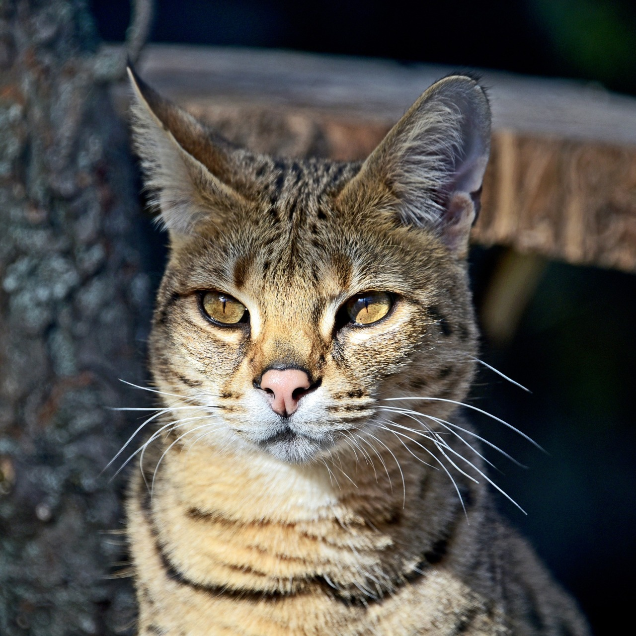 Показові розваги тварин у КиївЗоо: запрошують спостерігати за сервалами та котами