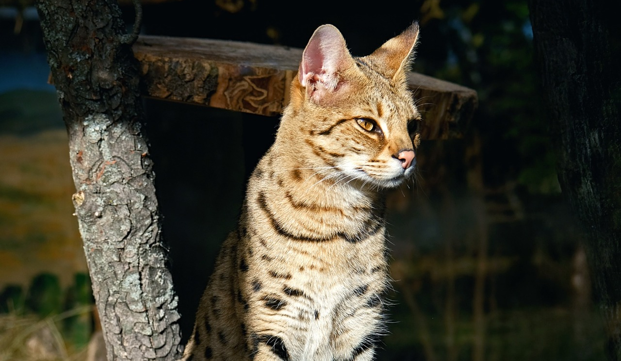 Показові розваги тварин у КиївЗоо: запрошують спостерігати за сервалами та котами