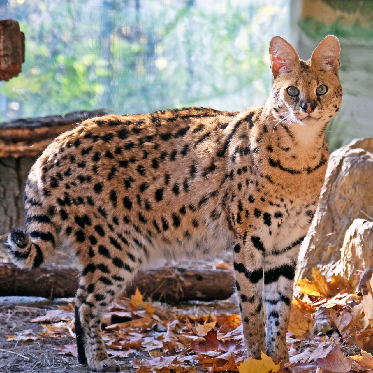 Показові розваги тварин у КиївЗоо: запрошують спостерігати за сервалами та котами