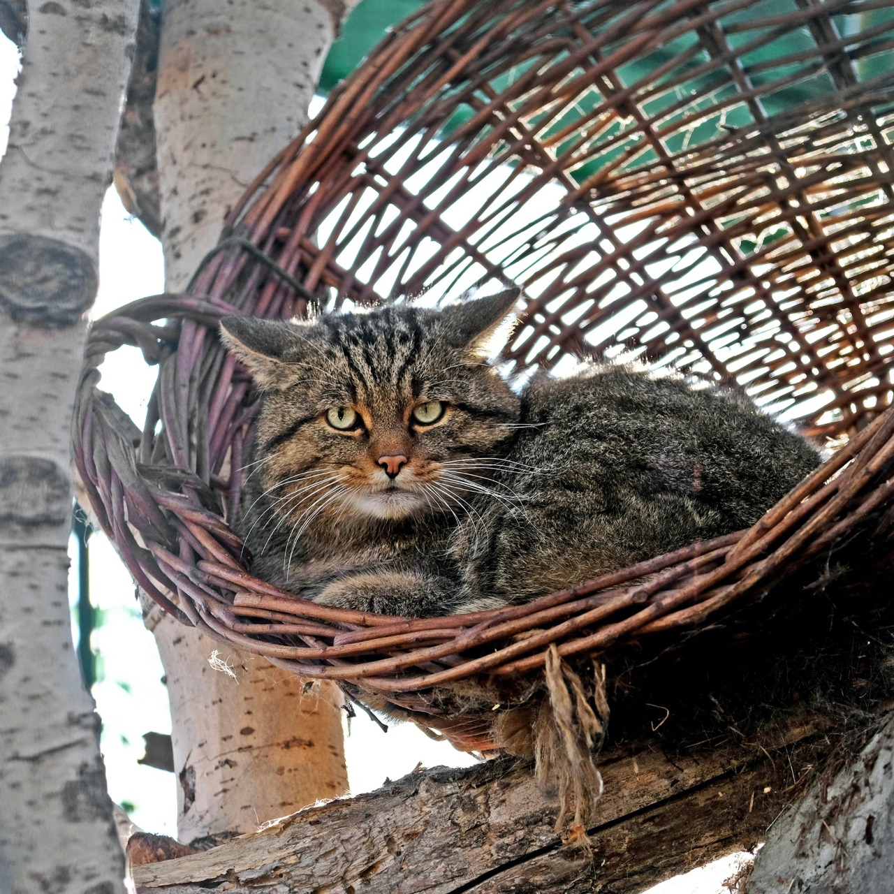 Показові розваги тварин у КиївЗоо: запрошують спостерігати за сервалами та котами
