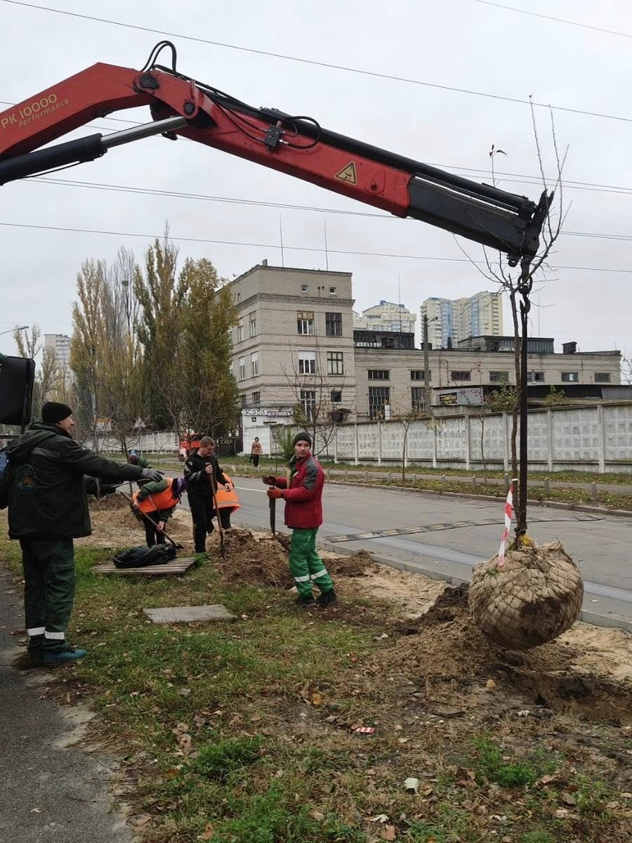 Осіння висадка дерев: нові яблуні та клени з’явилися в Дніпровському районі Києва