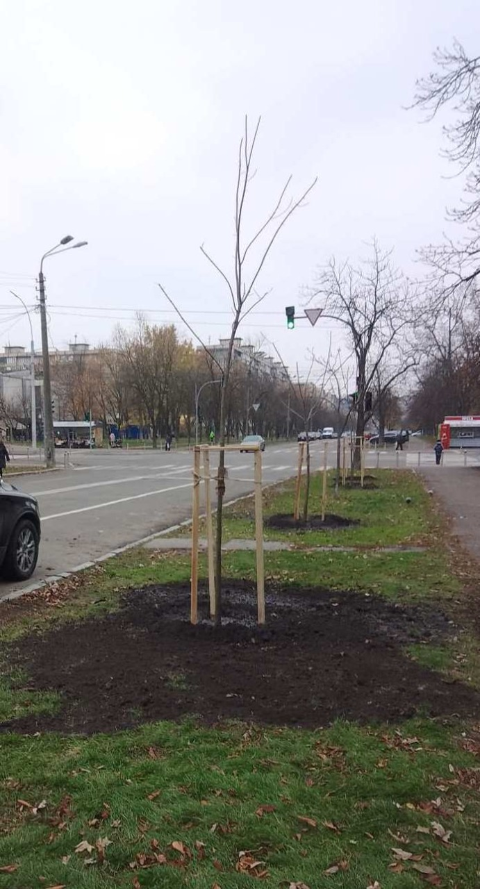Озеленення у Деснянському районі Києва: на двох локаціях висадили нові дерева