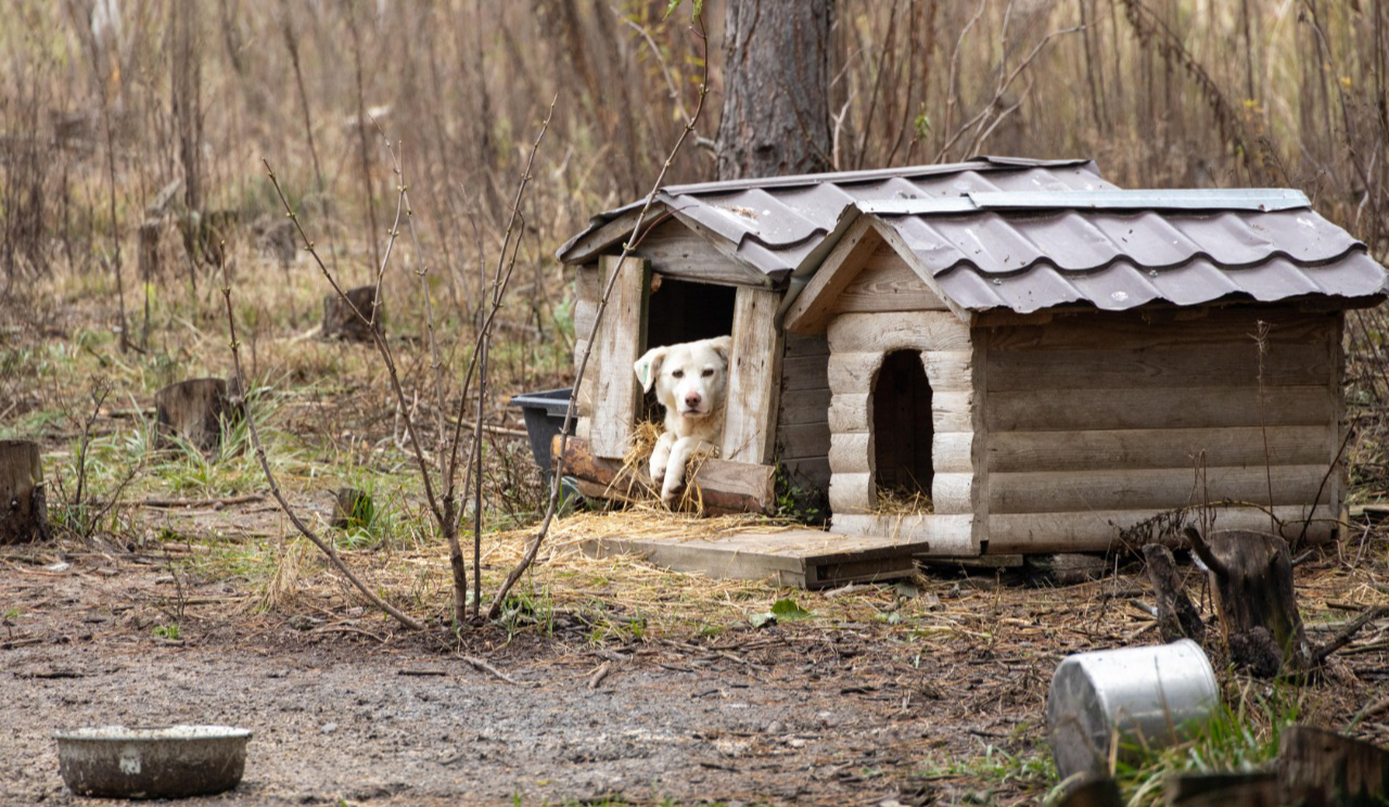 Як допомогти тваринам пережити зиму: стартувала всеукраїнська кампанія доброти