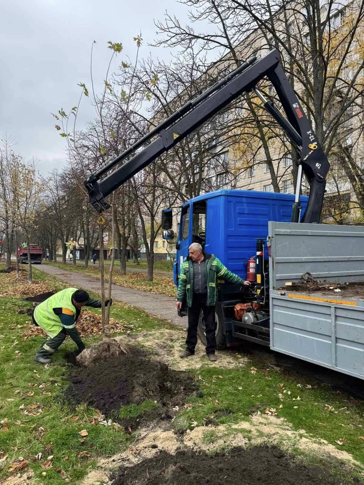 Нові клени та липи висадили у Солом’янському районі — "Київзеленбуд"