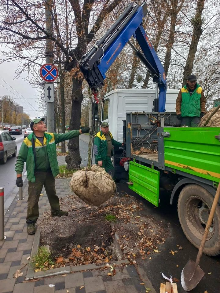 Нові клени та липи висадили у Солом’янському районі — "Київзеленбуд"