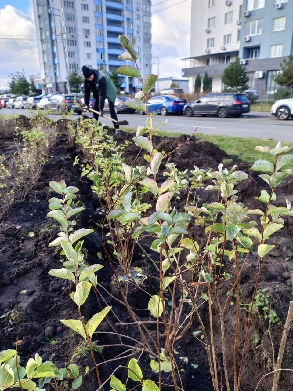 В Оболонському районі Києва висадили декоративні кущі: як вони виглядають