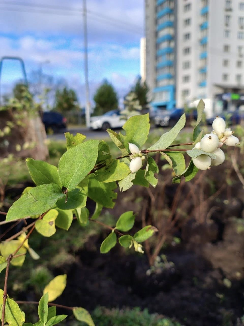 Фото: "Київзеленбуд" В Оболонському районі Києва висадили декоративні кущі: як вони виглядають
