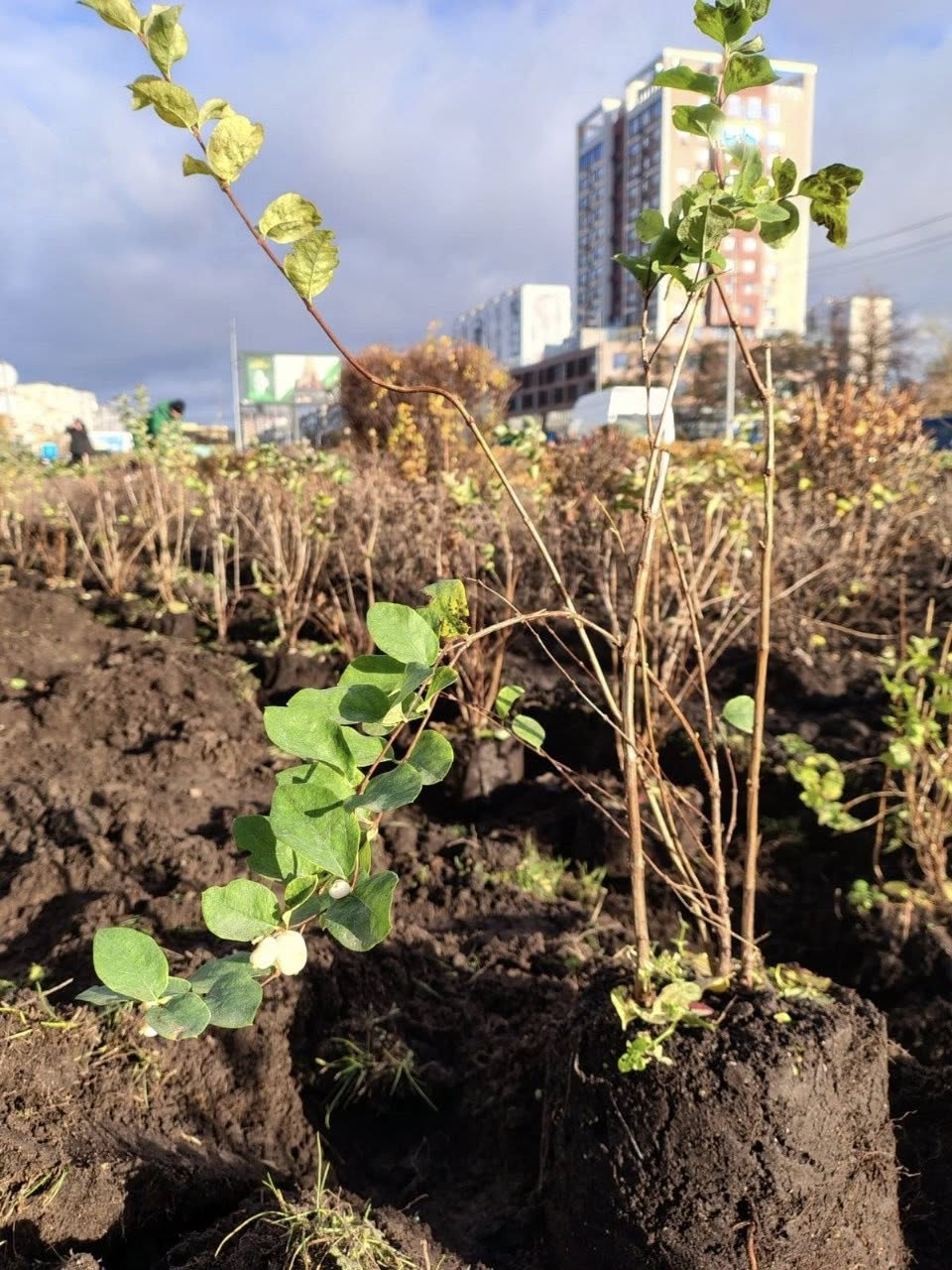 В Оболонському районі Києва висадили декоративні кущі: як вони виглядають