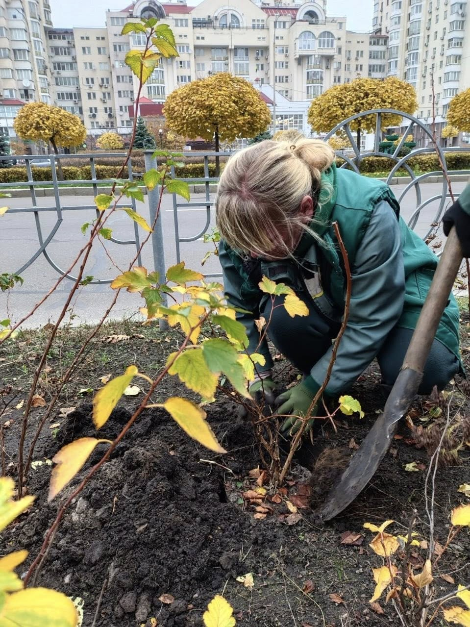 В Оболонському районі Києва висадили декоративні кущі: як вони виглядають
