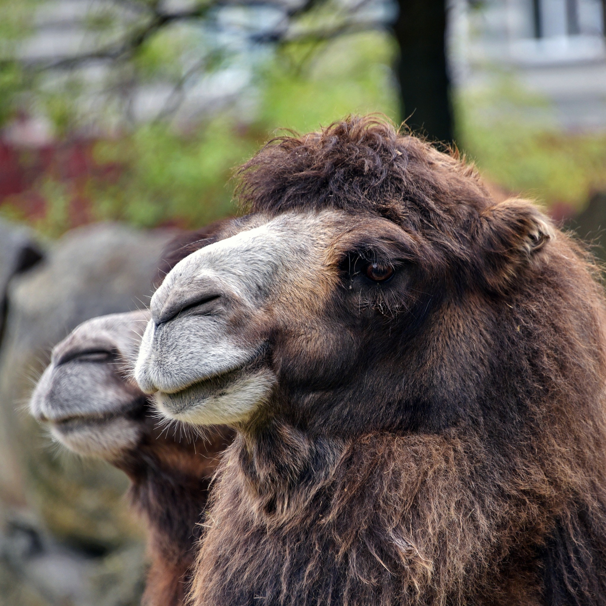 КиївЗоо показав мешканців у "золотій осені" КиївЗоо показав мешканців у "золотій осені"