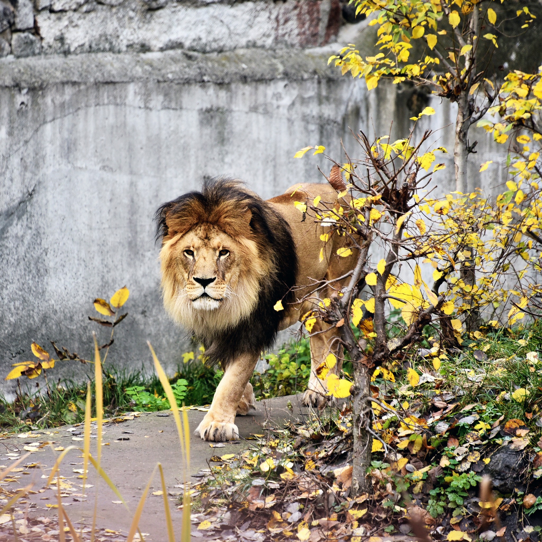 КиївЗоо показав мешканців у "золотій осені" КиївЗоо показав мешканців у "золотій осені"