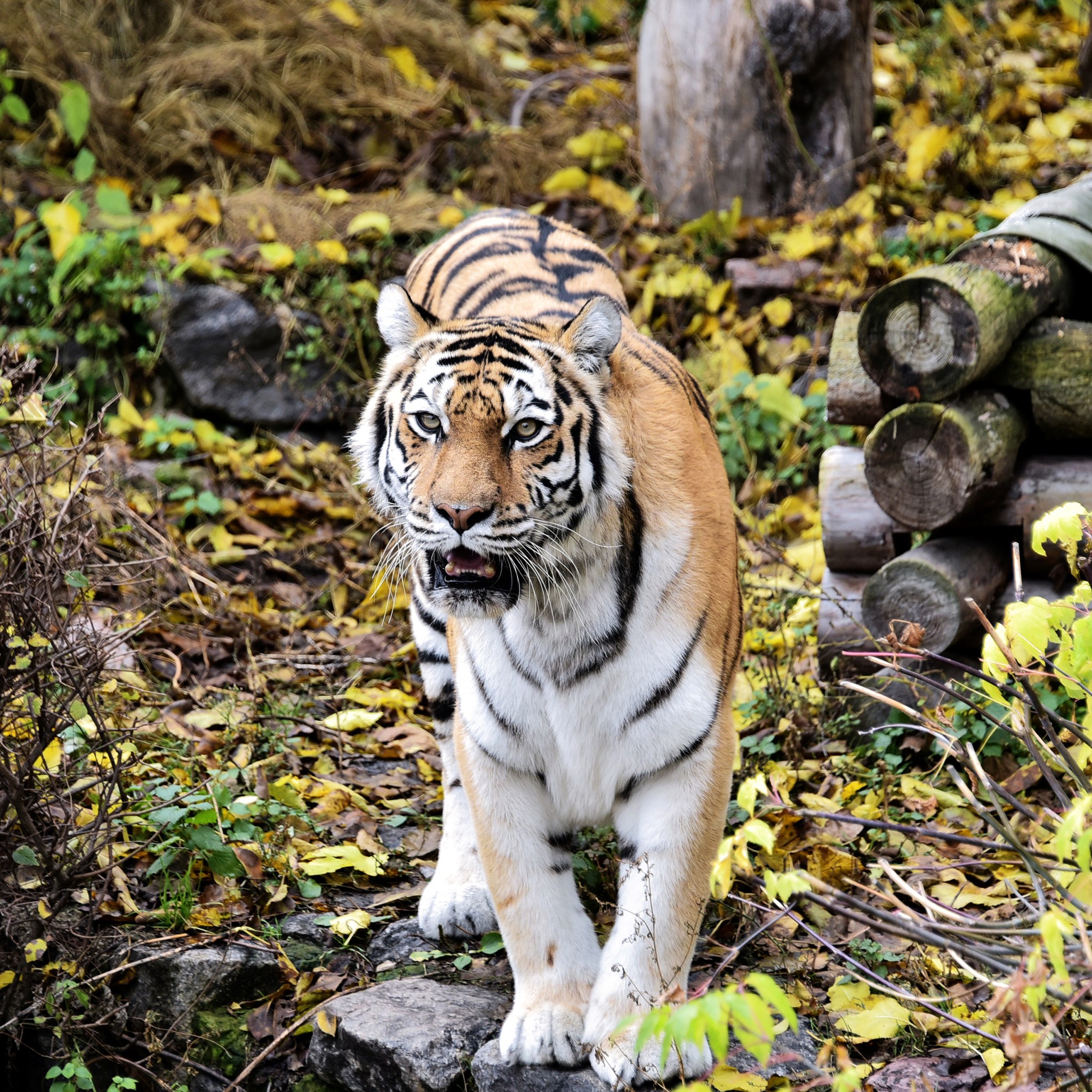 КиївЗоо показав мешканців у "золотій осені"