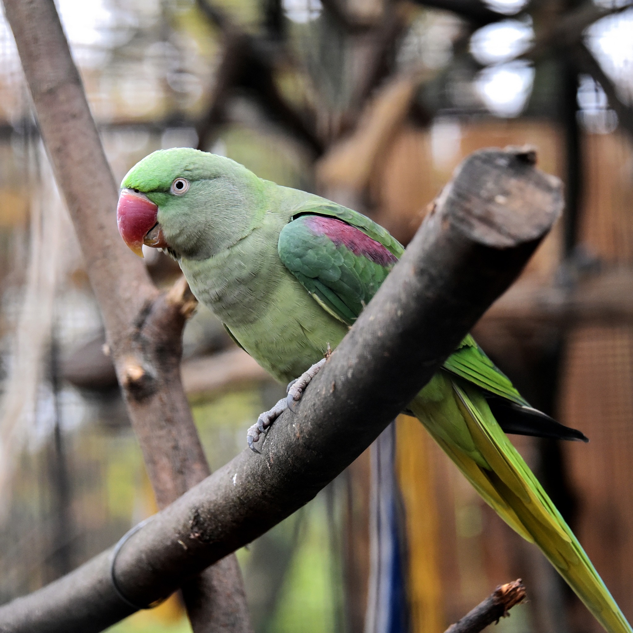КиївЗоо показав мешканців у "золотій осені" КиївЗоо показав мешканців у "золотій осені"