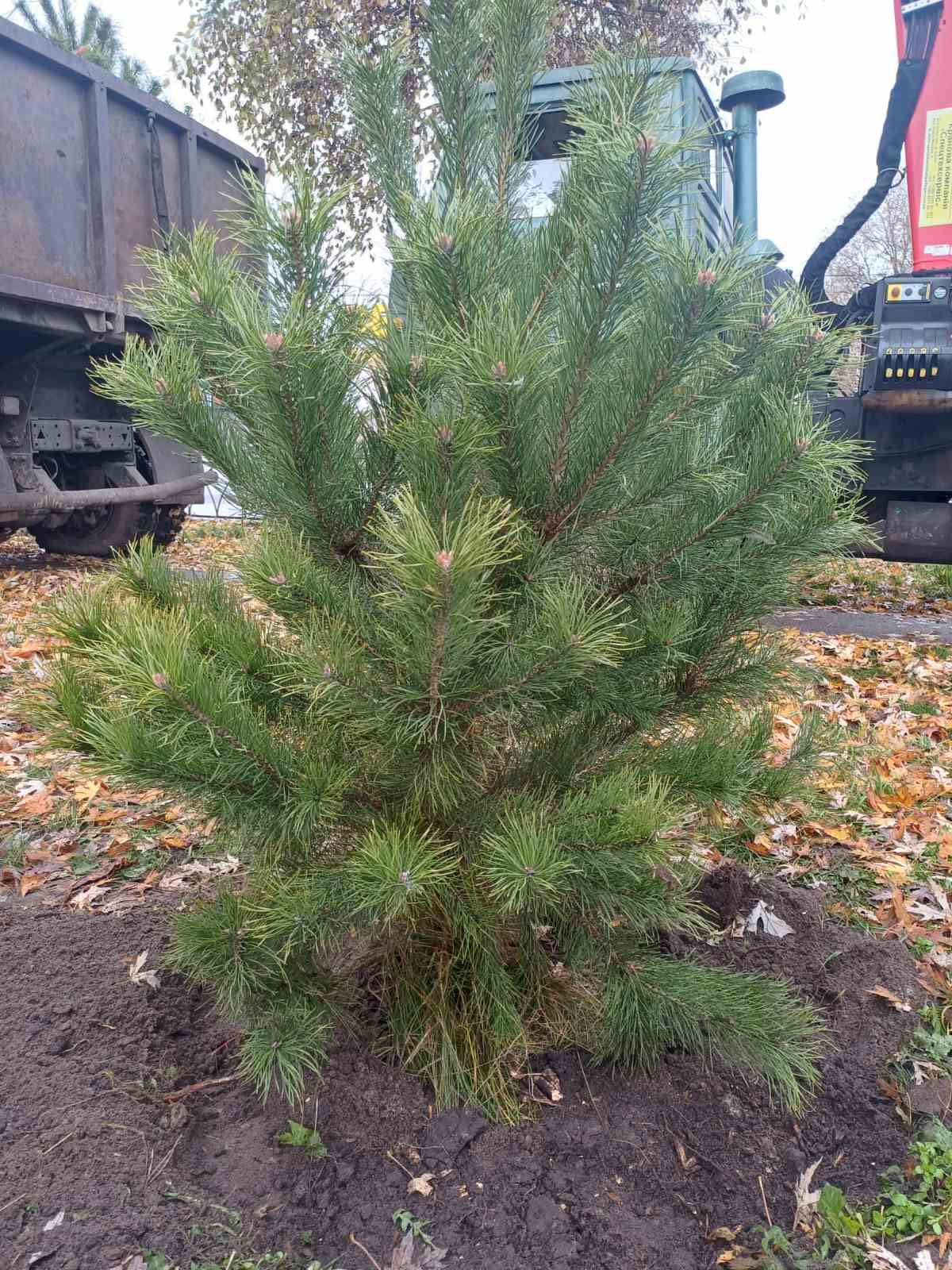 У Дніпровському районі висадили 48 нових сосен У Дніпровському районі висадили 48 нових сосен