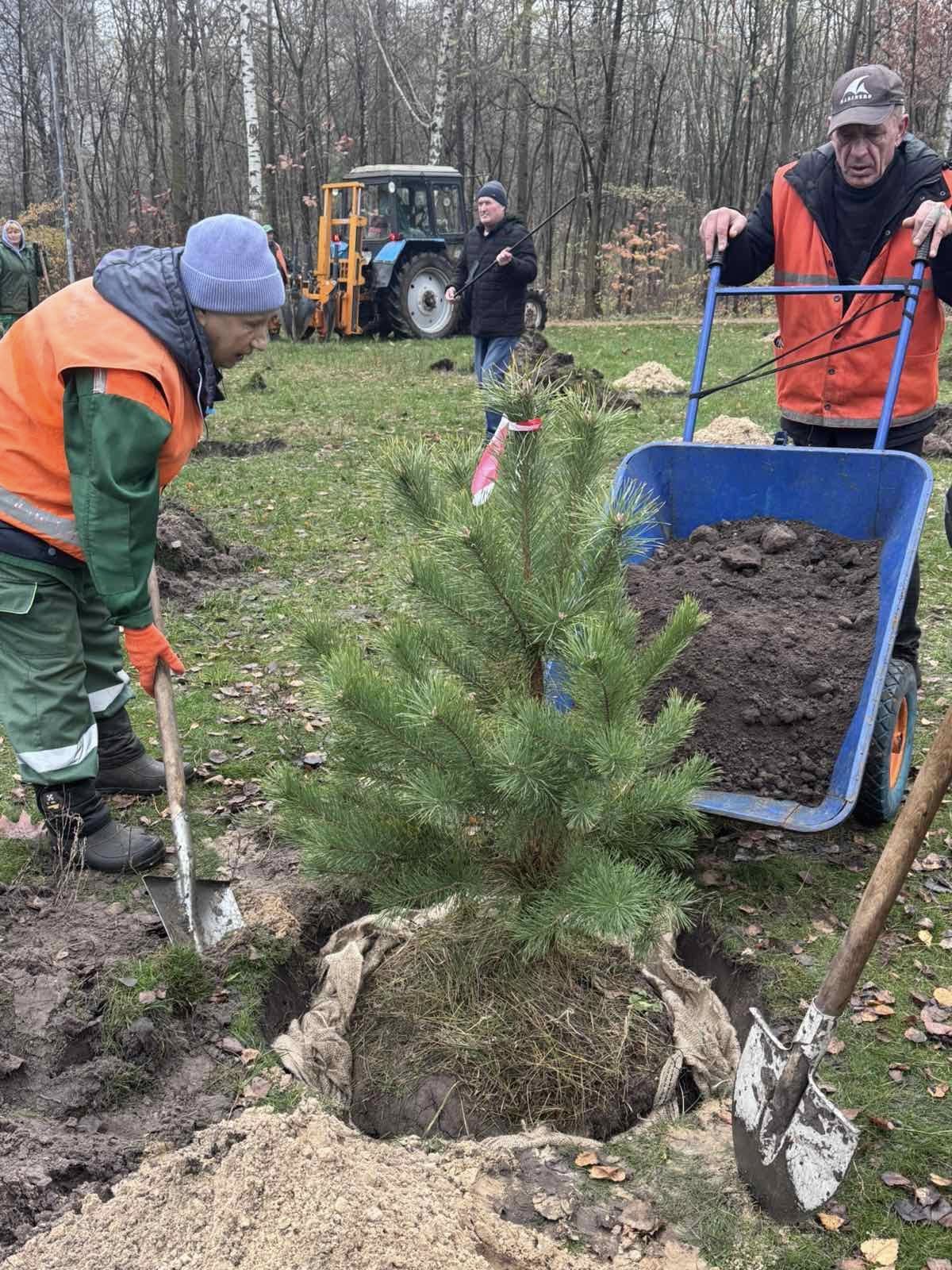 У Дніпровському районі висадили 48 нових сосен