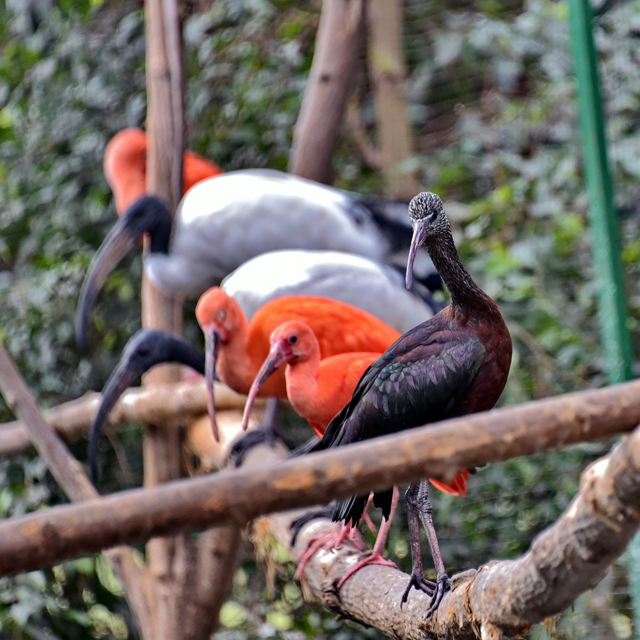 Птахи Київського зоопарку переїхали до зимової оази: фото