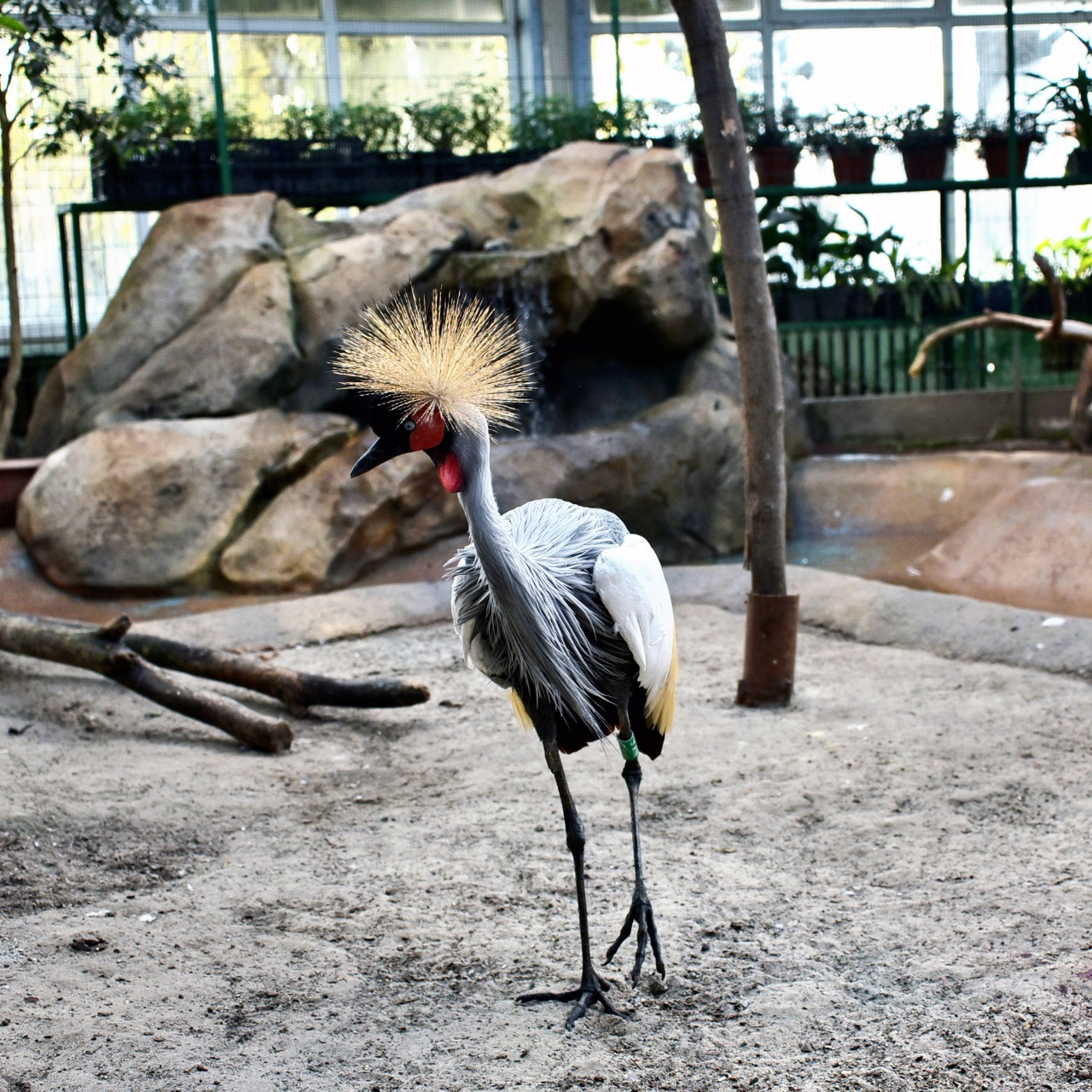 Птахи Київського зоопарку переїхали до зимової оази: фото