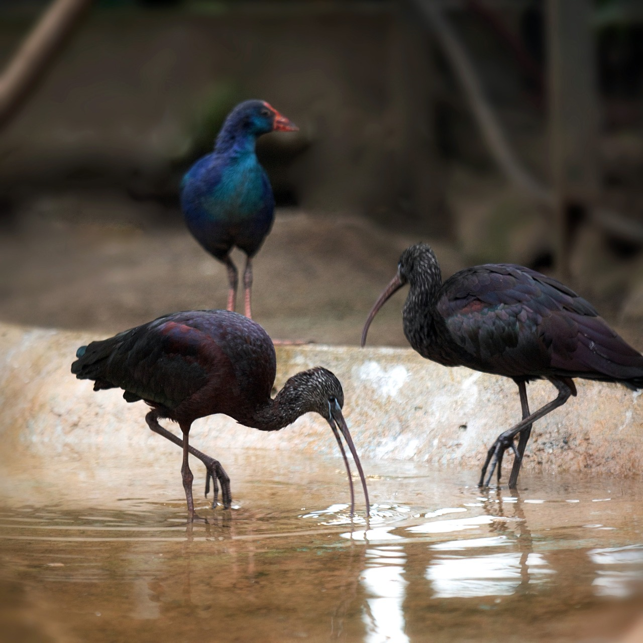 Птахи Київського зоопарку переїхали до зимової оази: фото