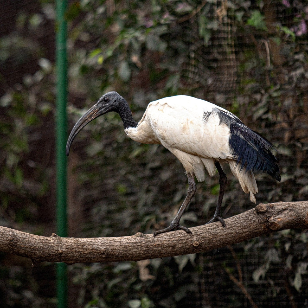 Птахи Київського зоопарку переїхали до зимової оази: фото