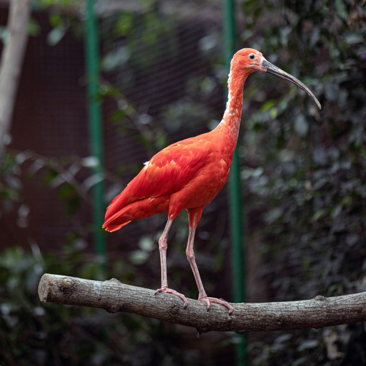 Птахи Київського зоопарку переїхали до зимової оази: фото