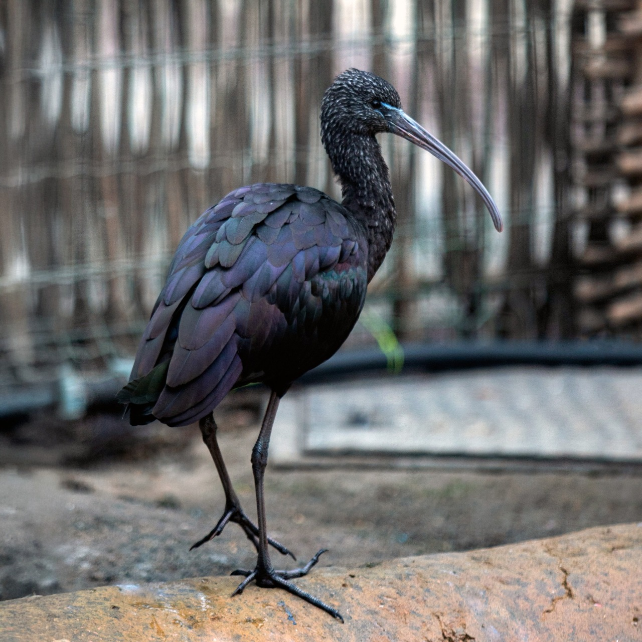 Птахи Київського зоопарку переїхали до зимової оази: фото