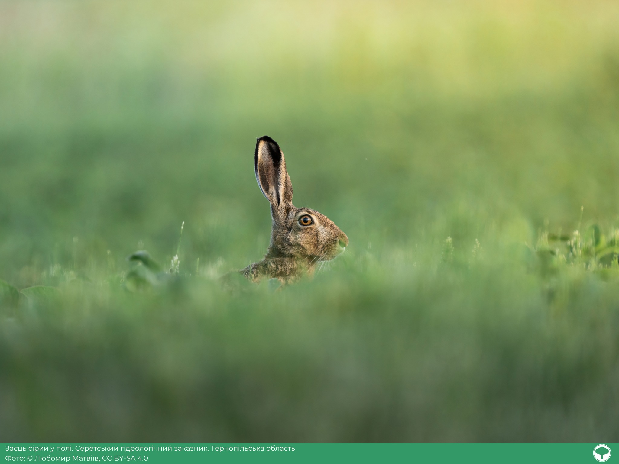 Фотоконкурс "Вікі любить Землю": визначили найкращі світлини української природи