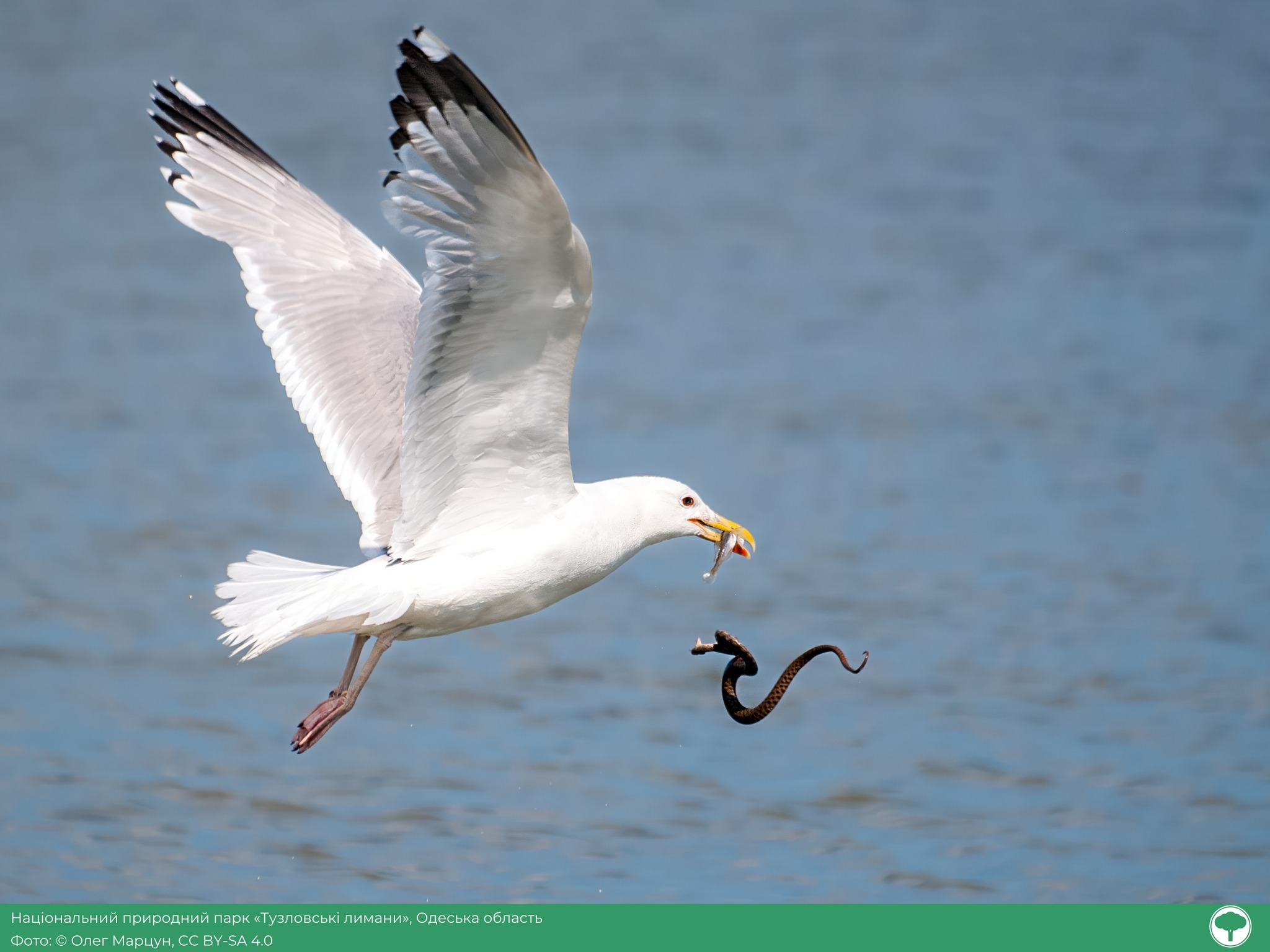 Фотоконкурс "Вікі любить Землю": визначили найкращі світлини української природи