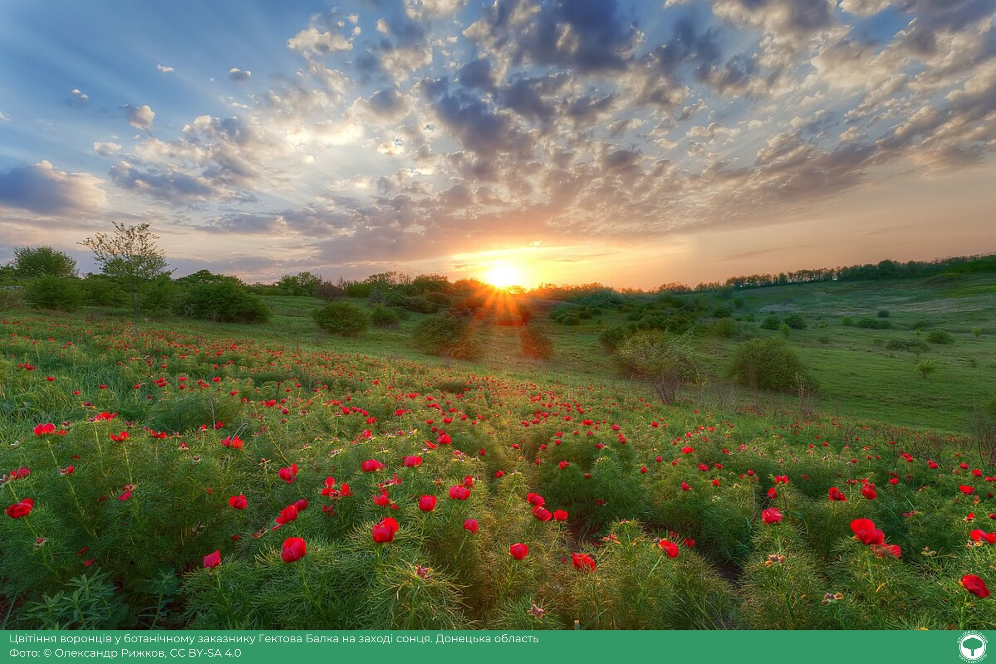 Фотоконкурс "Вікі любить Землю": визначили найкращі світлини української природи
