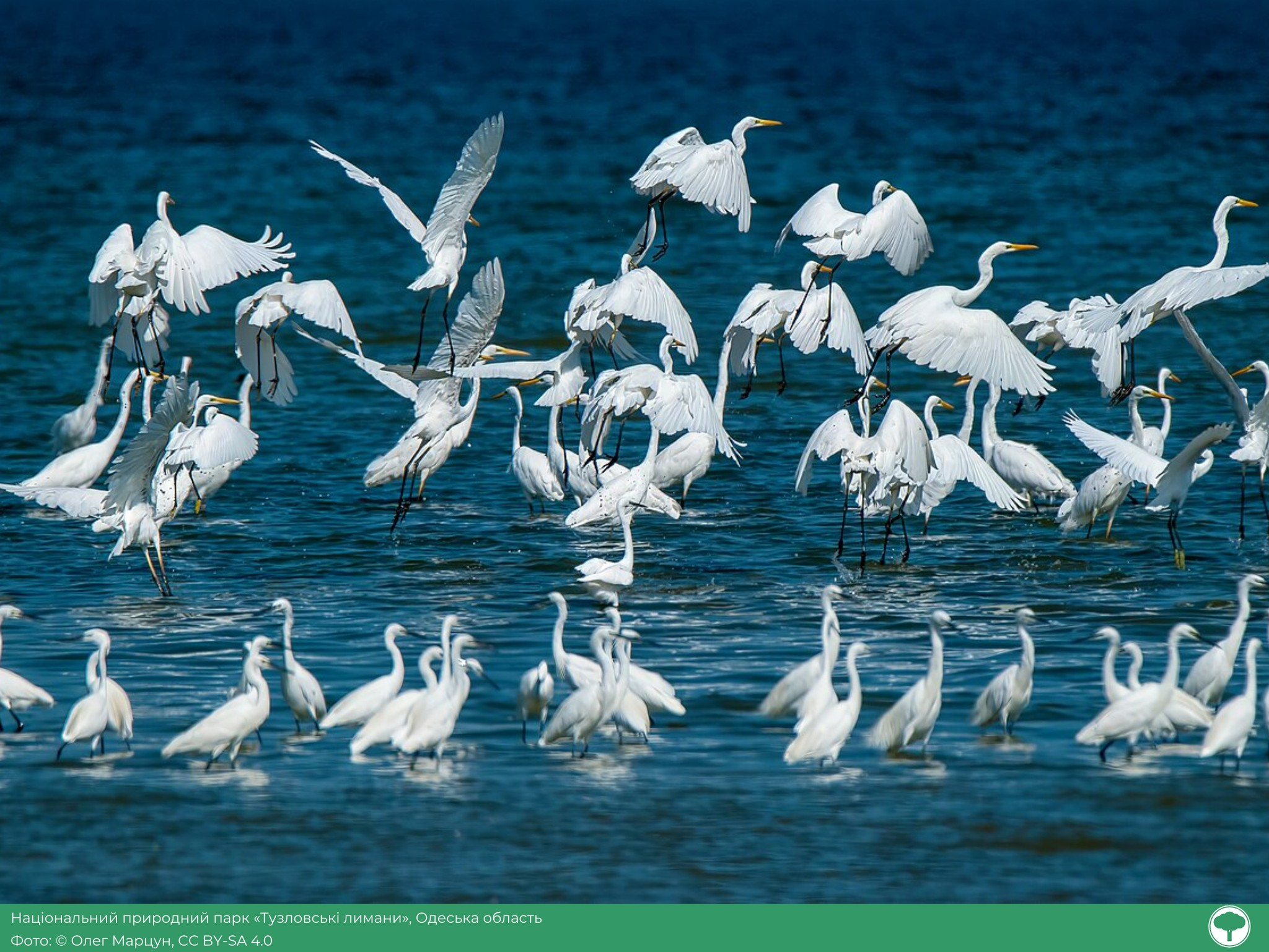 Фотоконкурс "Вікі любить Землю": визначили найкращі світлини української природи