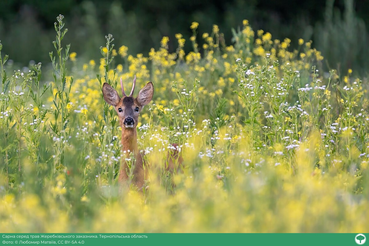 Фотоконкурс "Вікі любить Землю": визначили найкращі світлини української природи