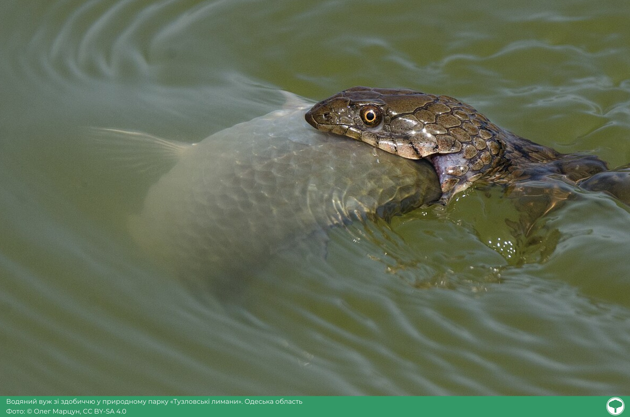 Фотоконкурс "Вікі любить Землю": визначили найкращі світлини української природи