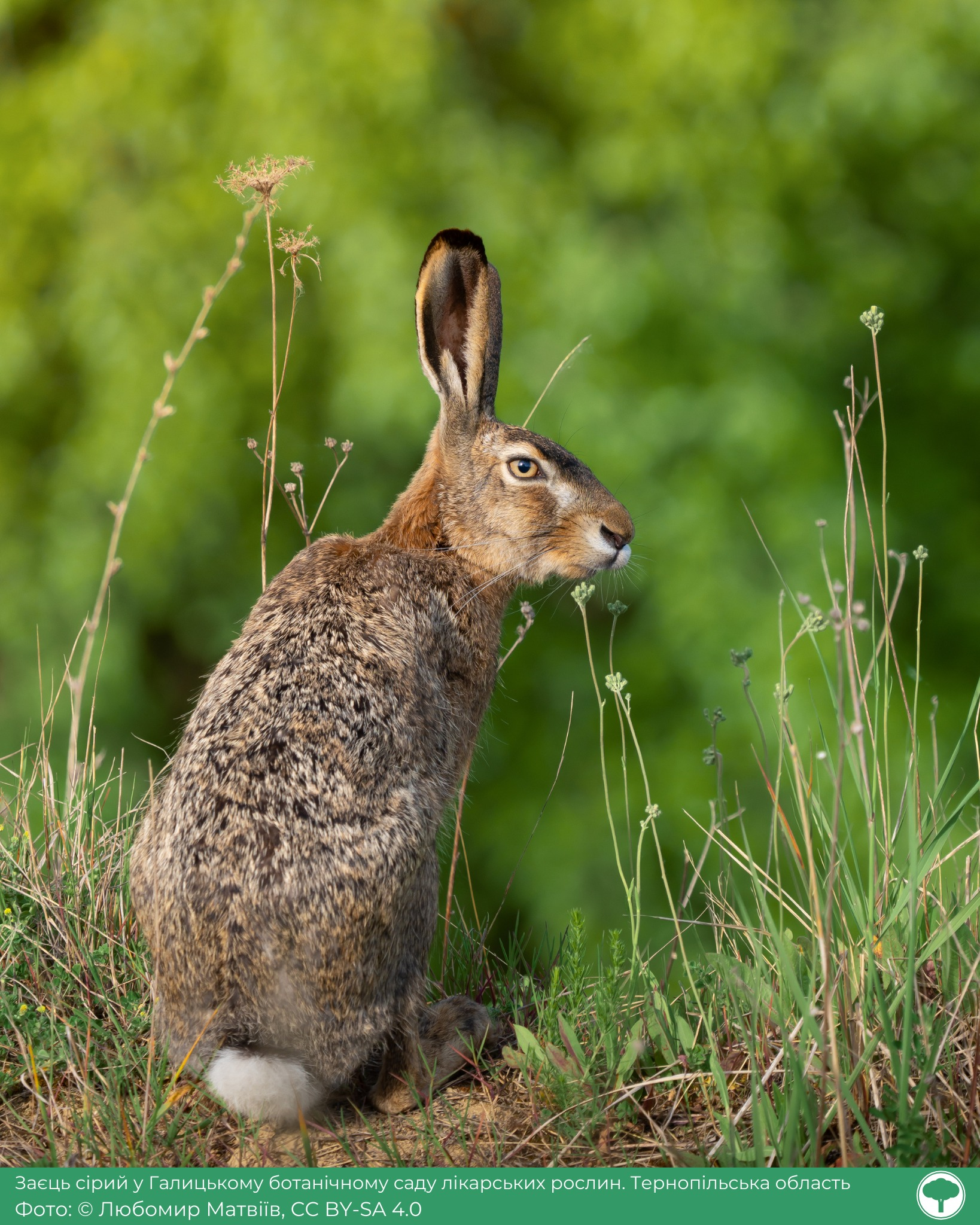 Фотоконкурс "Вікі любить Землю": визначили найкращі світлини української природи
